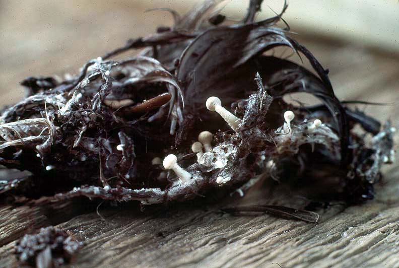 Onygena corvina